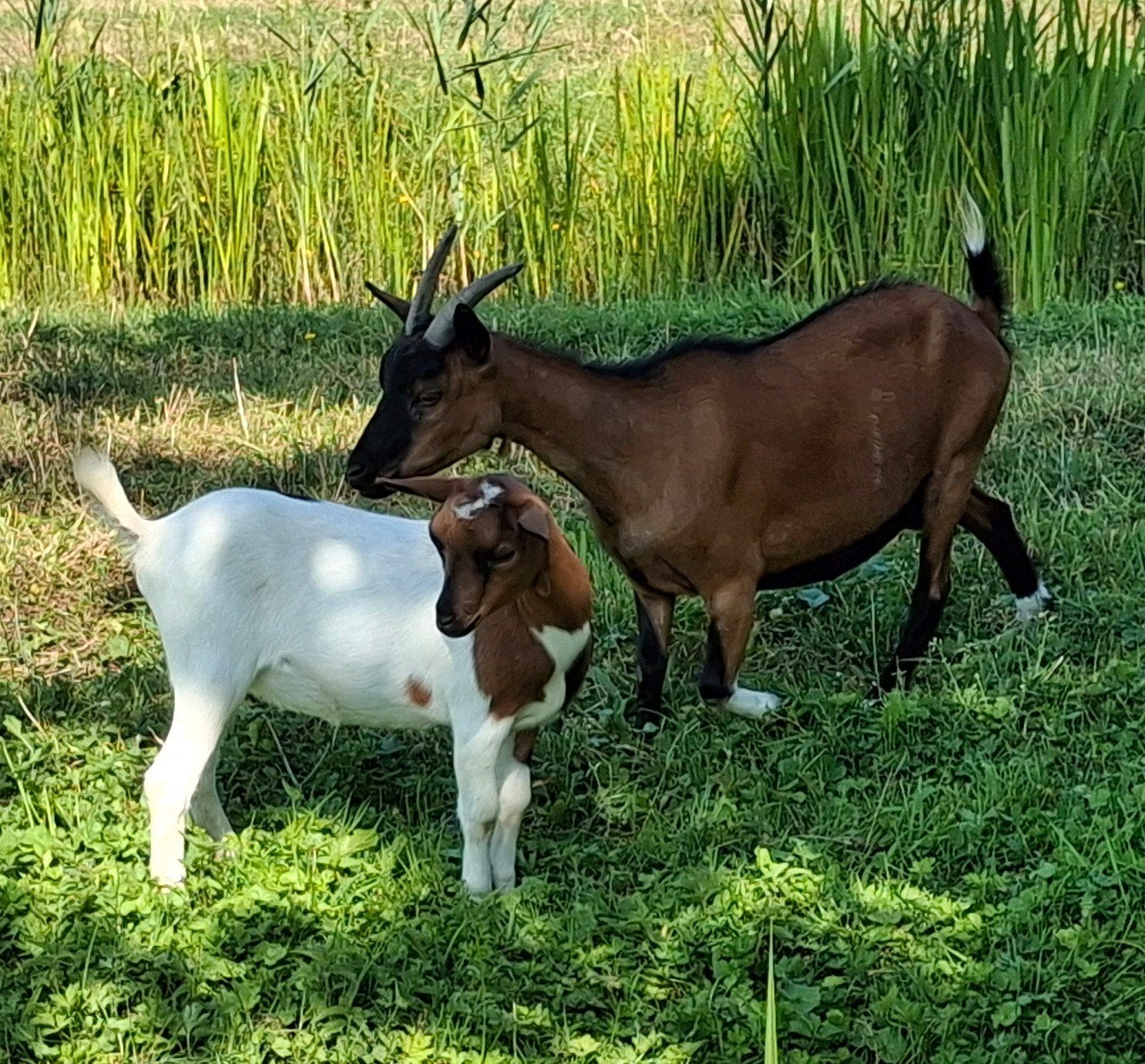 Mooie DWERGGEIT, 5 jaar oud, Dieren en Toebehoren, Vrouwelijk, Geit, 3 tot 5 jaar