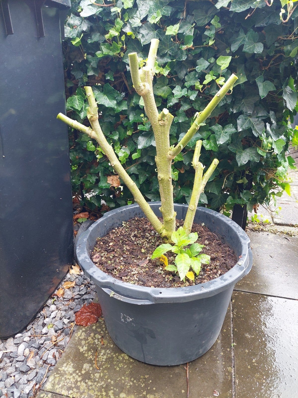 Gesnoeide brugmansia Plus stekken, Volle zon, Vaste plant, Zomer, Ophalen