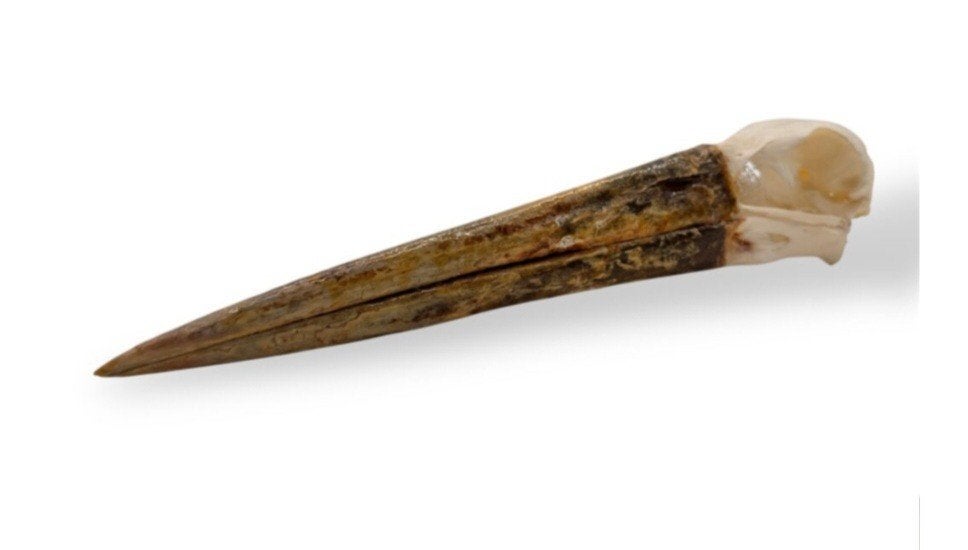 Zeldzame Maguari ooievaar schedel, opgezette, Verzamelen, Dierenverzamelingen, Ophalen of Verzenden, Nieuw, Opgezet dier
