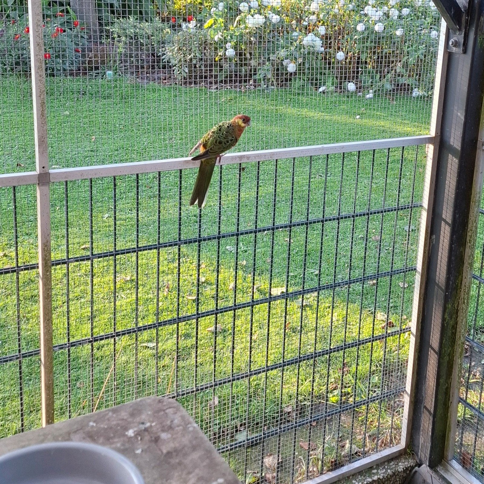 Drie stanley Rosella's. Twee mannen en 1 pop., Dieren en Toebehoren