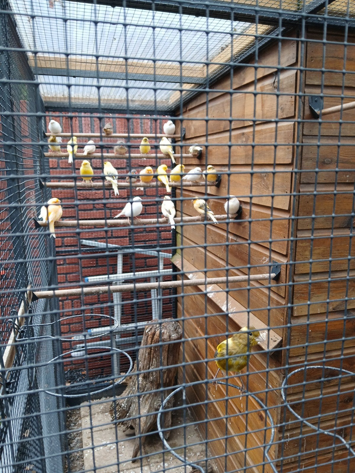 witte,oranje,gele,groene kanaries, Dieren en Toebehoren, Vogels | Kanaries, Meerdere dieren, Kleurkanarie
