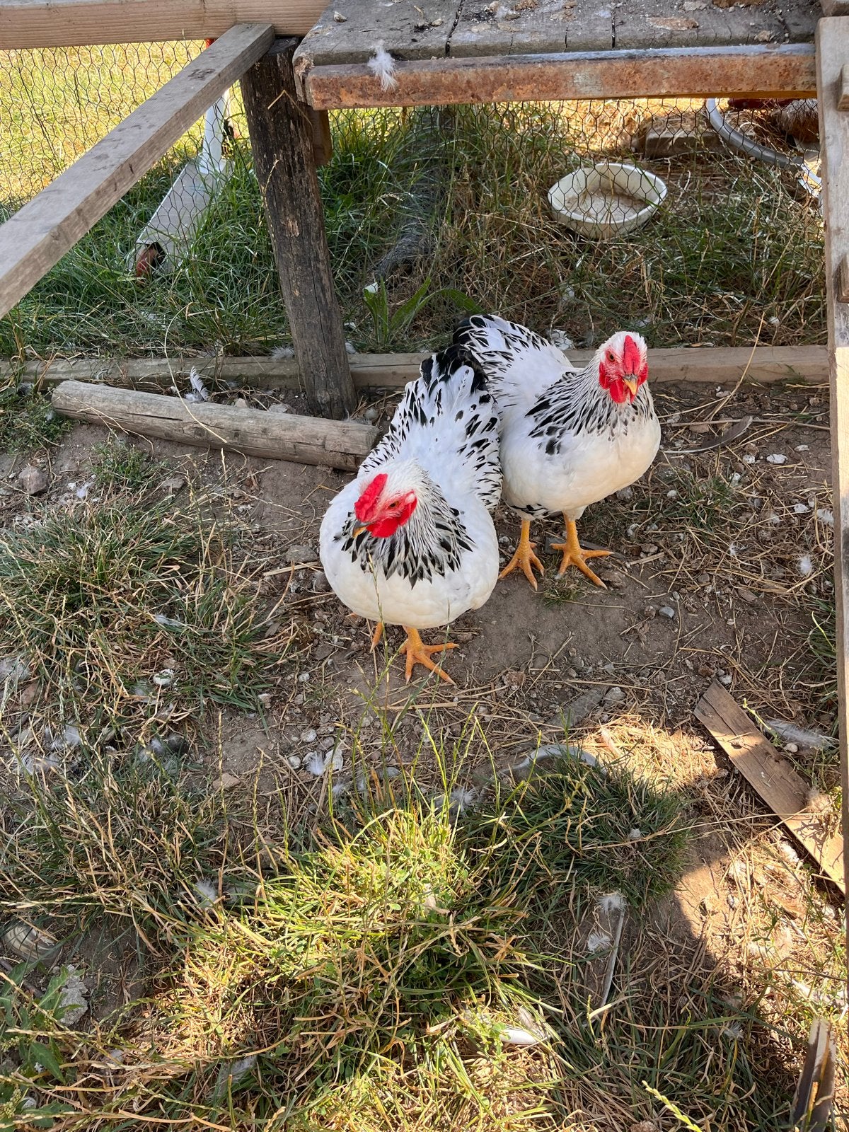 Wyandotte krielhaantjes, Dieren en Toebehoren, Pluimvee, Mannelijk, Kip
