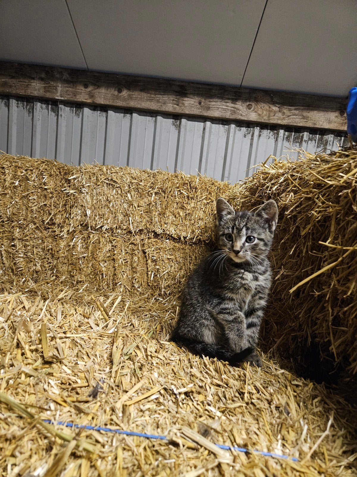 Lieve kitten te koop, Meerdere dieren