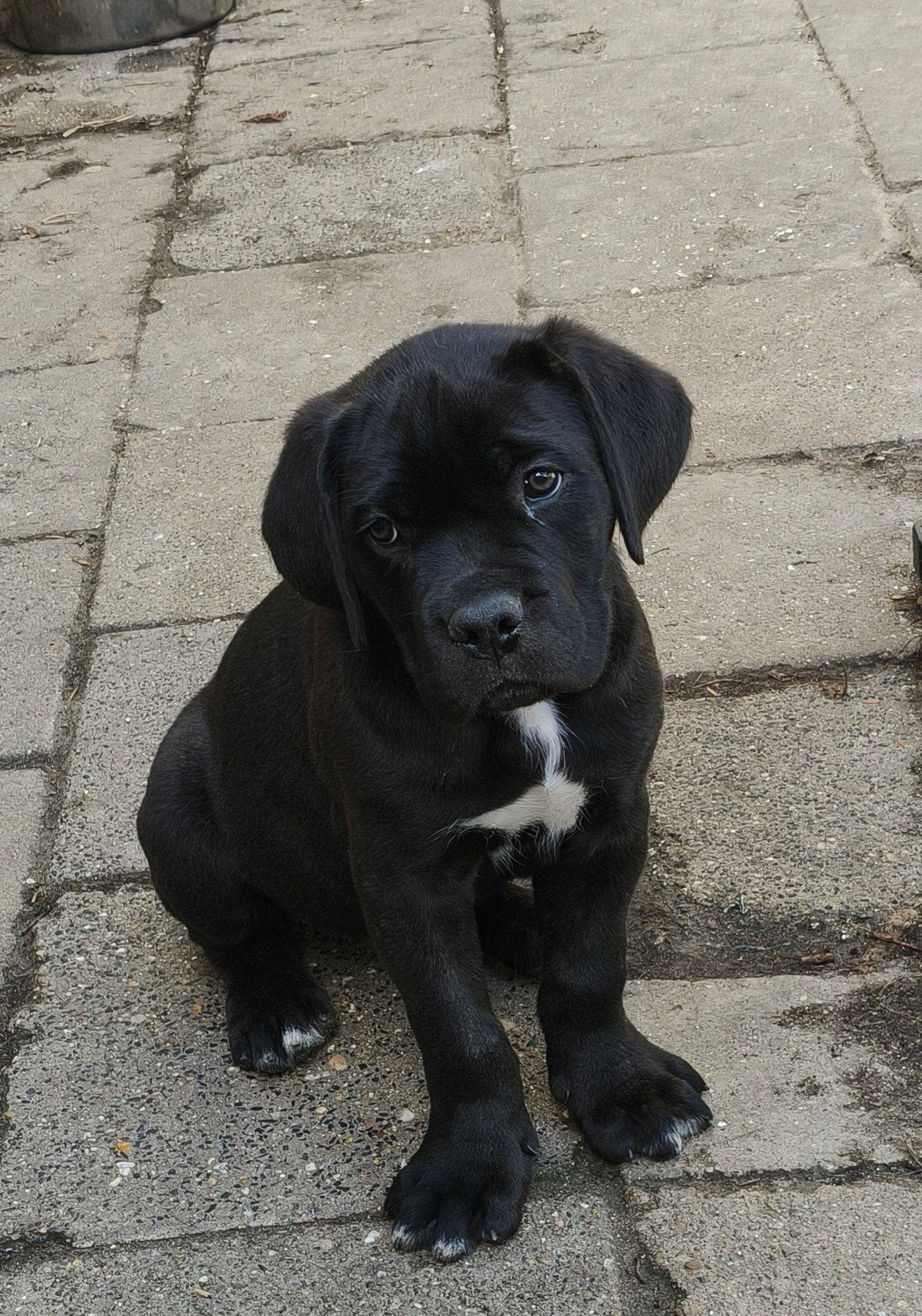Cane Corso teefje 9 weken, Nederland, Teef, Eén hond, Fokker | Professioneel
