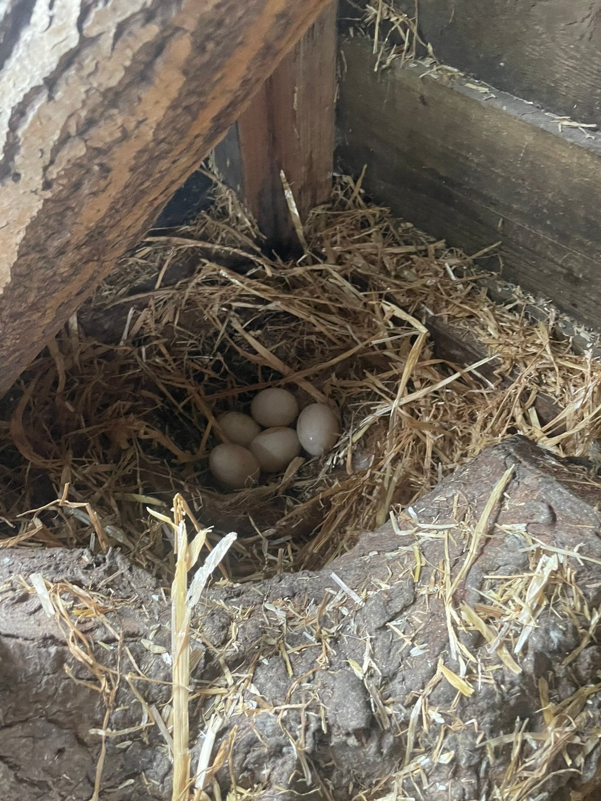 Muskuseend broedeieren, kaapse eend, Dieren en Toebehoren, Pluimvee, Geslacht onbekend, Eend