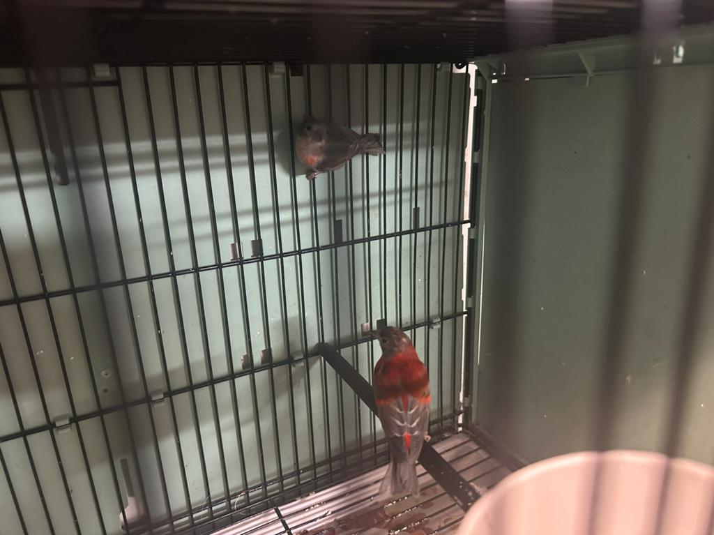 Kapoetsensijzen, Meerdere dieren