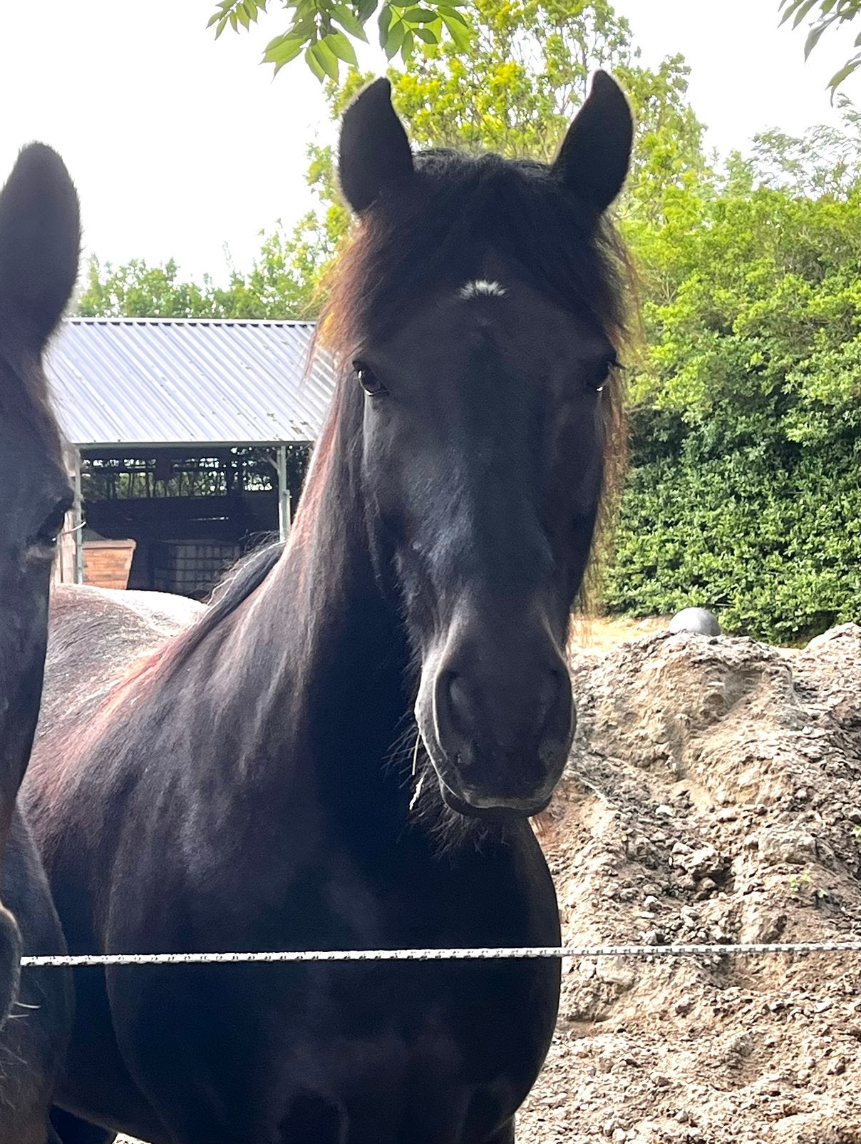 Te koop geweldige E pony, Dieren en Toebehoren, E pony (1.48m - 1.57m), Ruin, Niet van toepassing, Gechipt