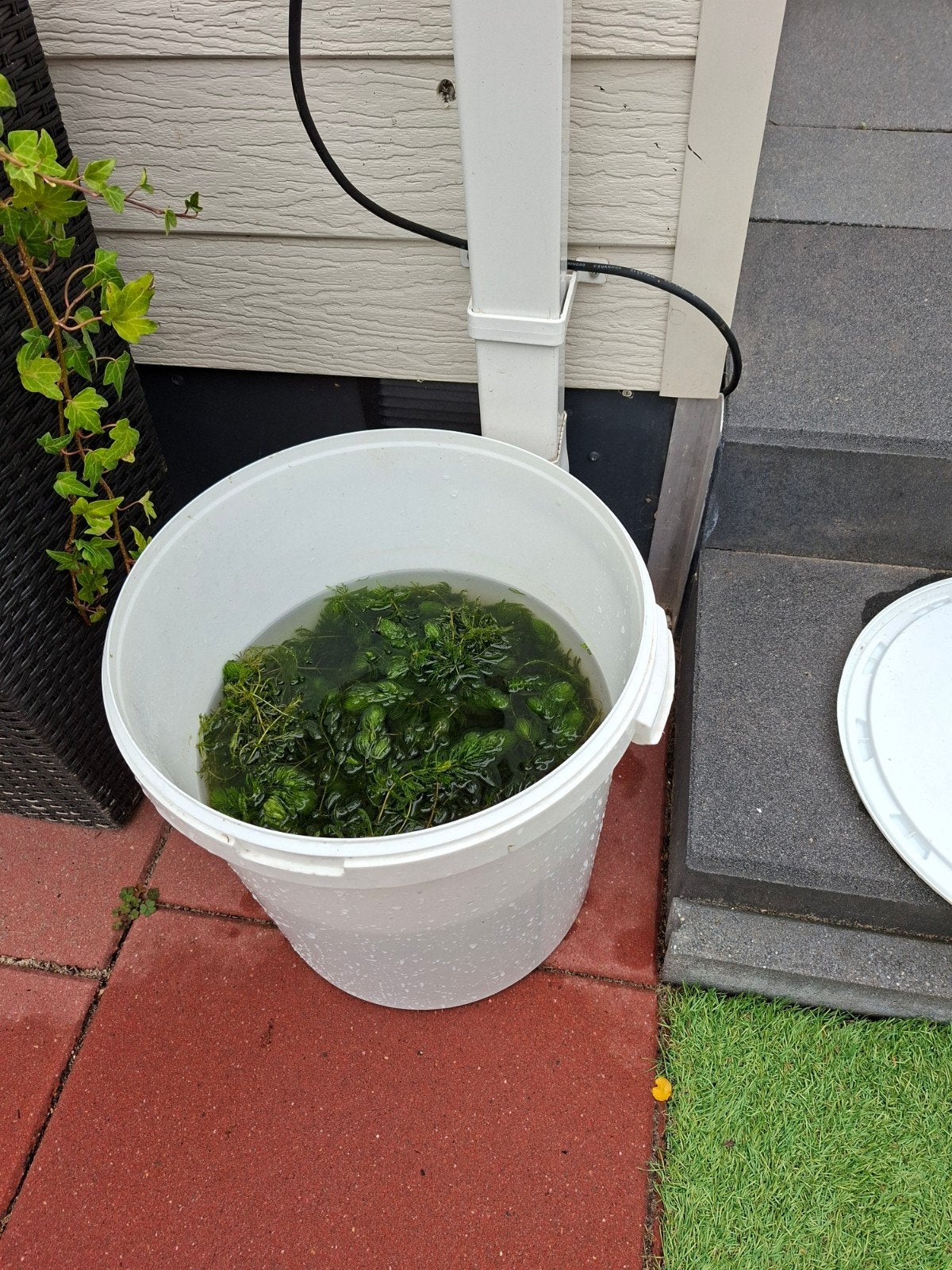 Vijver zuurstofplanten een  emmer vol 15 euro, Ophalen of Verzenden, Overige typen