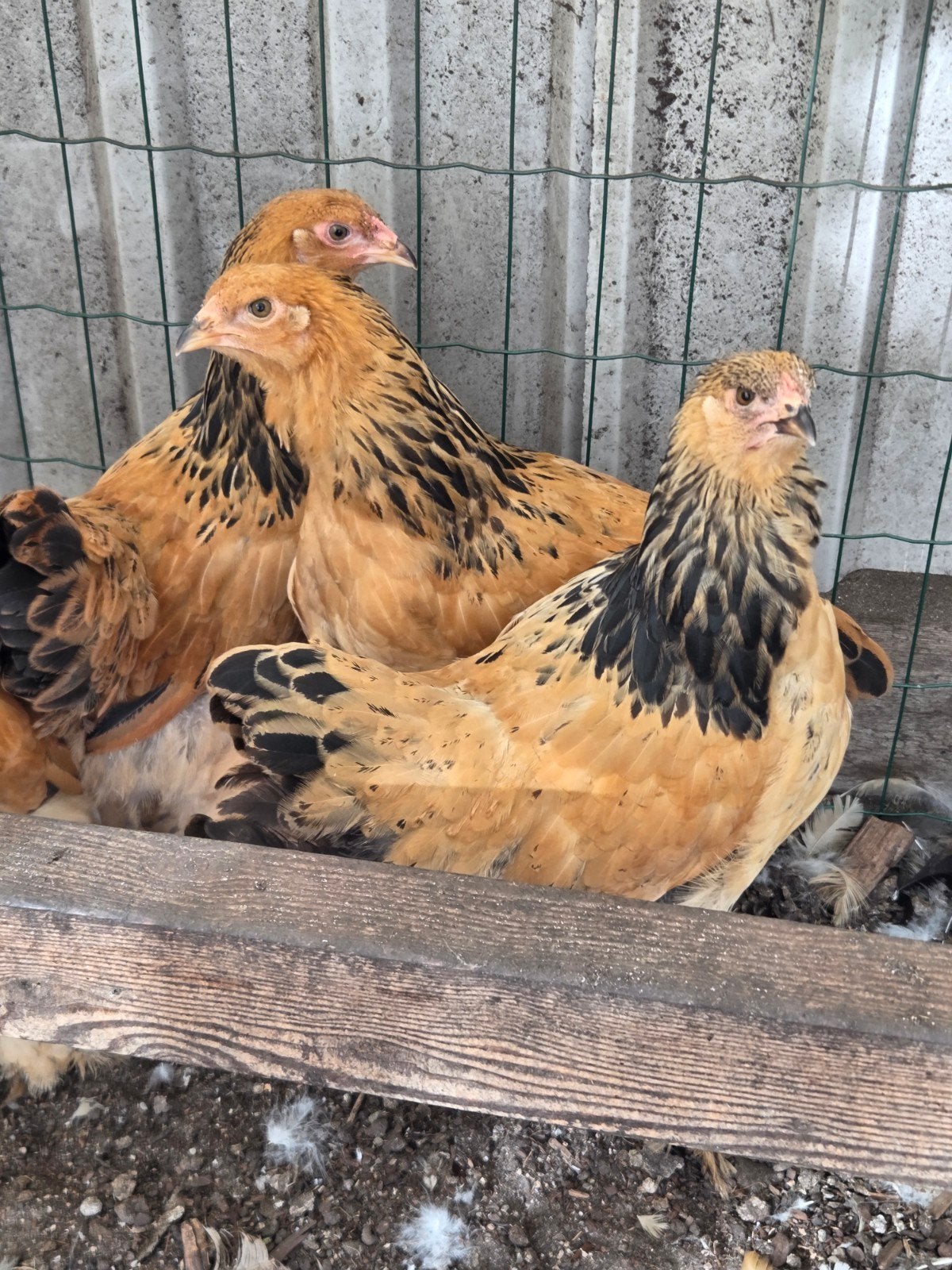 brahma hennen, Dieren en Toebehoren, Vrouwelijk, Kip