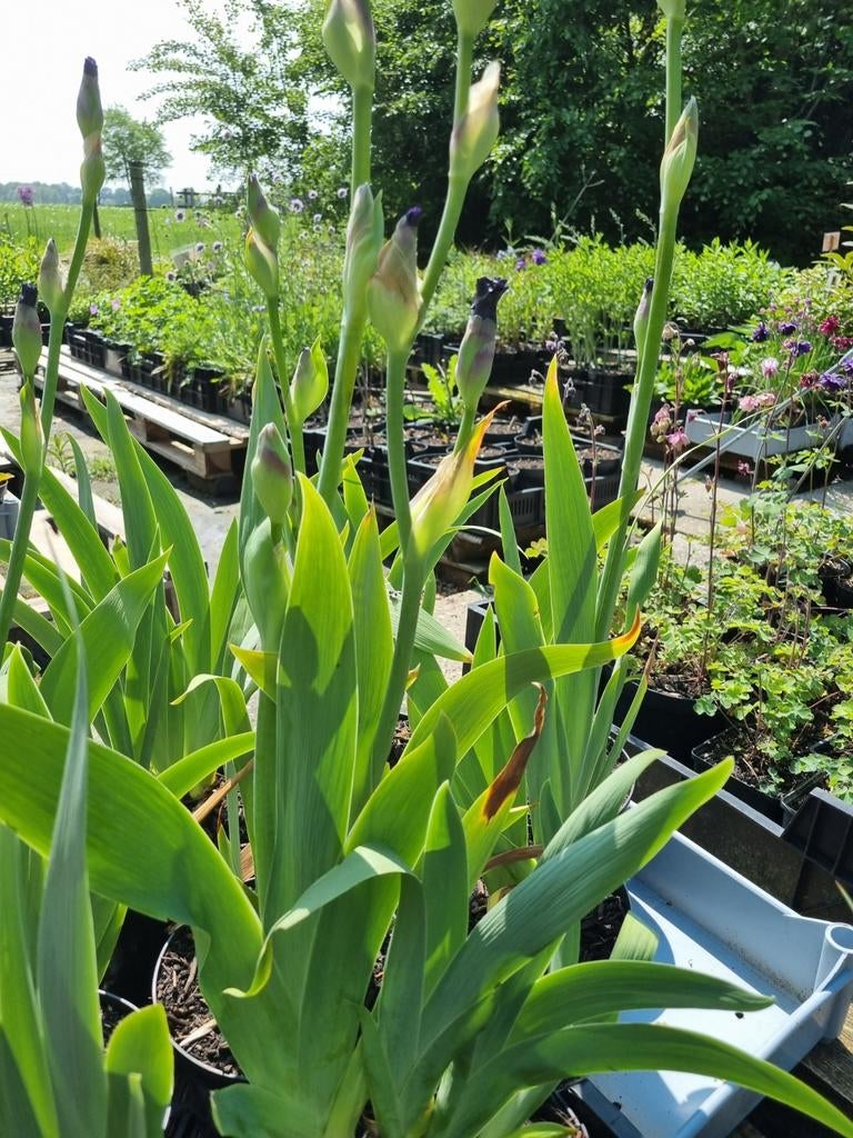 Baard iris  blauw  paarsbloeiend, Tuin en Terras, Planten | Tuinplanten, Volle zon, Vaste plant, Zomer, Ophalen