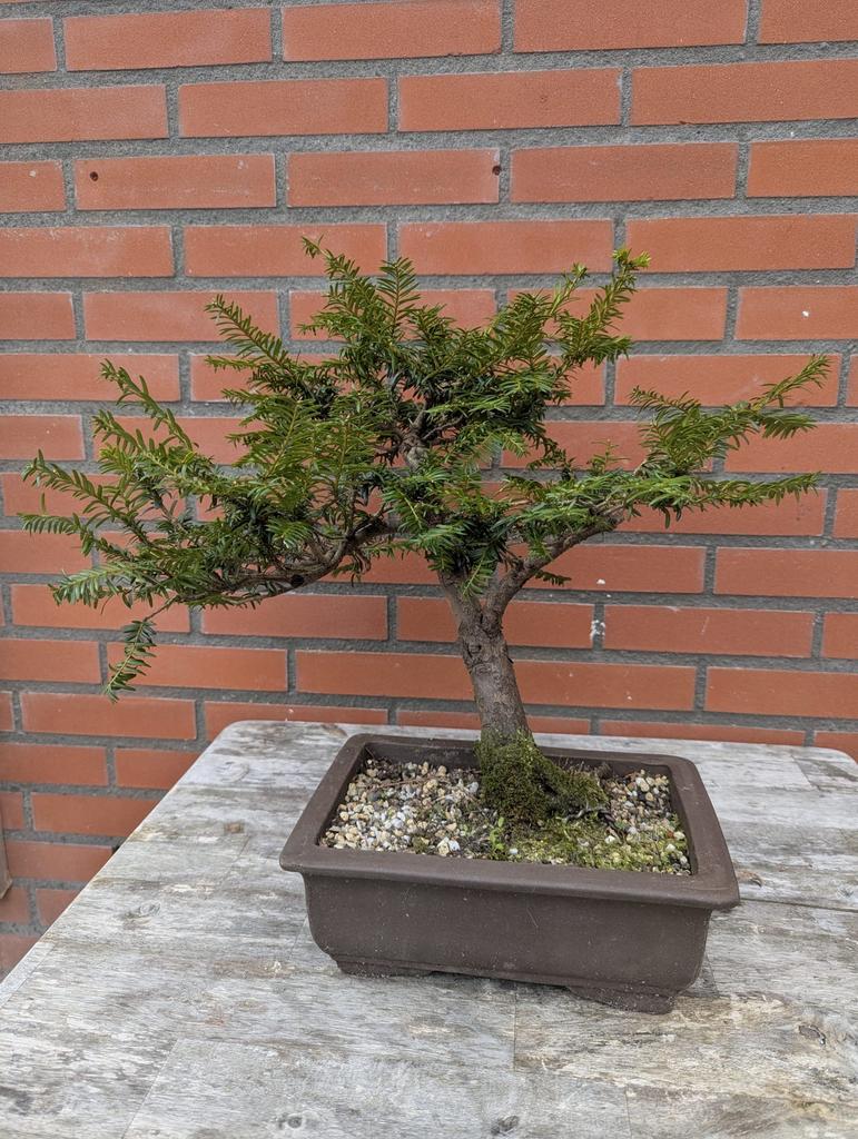 Taxus Baccata, Ophalen of Verzenden