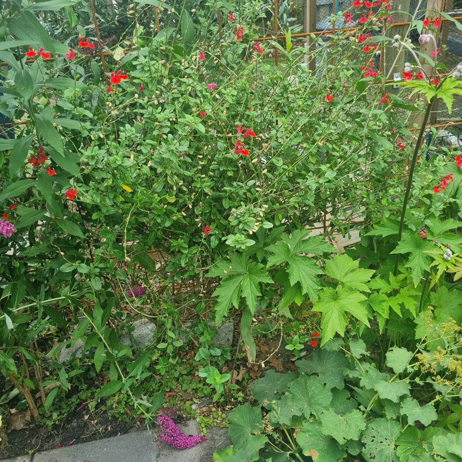 Hot lips plant, Tuin en Terras, Planten | Struiken en Hagen, Ophalen, Overige soorten, Struik, 100 tot 250 cm