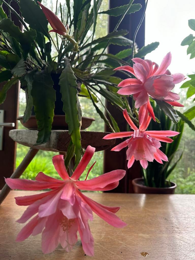 Epiphyllum ( rose) en  -   Ackermani 1 jarige planten, Ophalen of Verzenden, Overige soorten, Volle zon