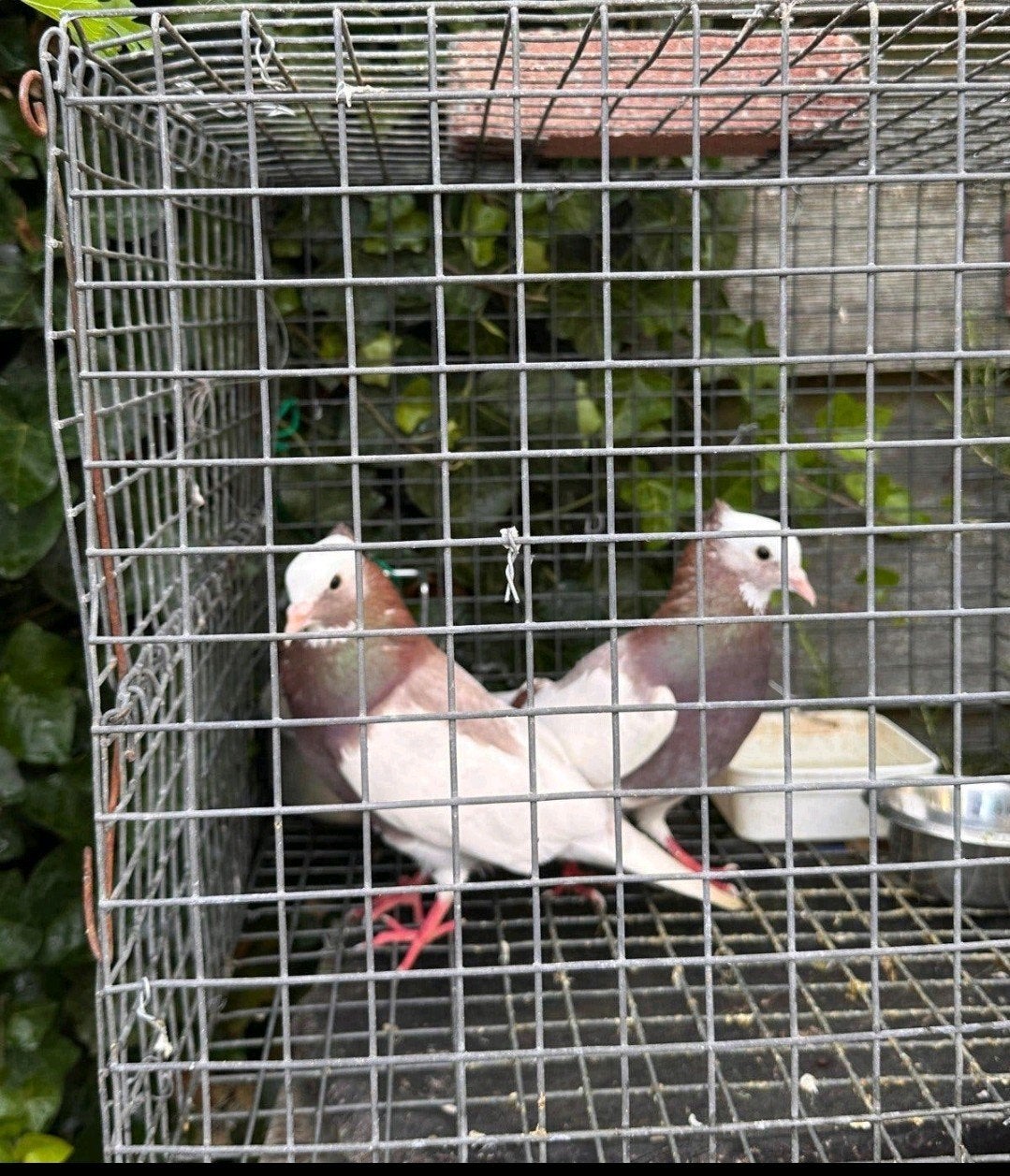 Iraanse hoogvliegers [Takla, Meerdere dieren