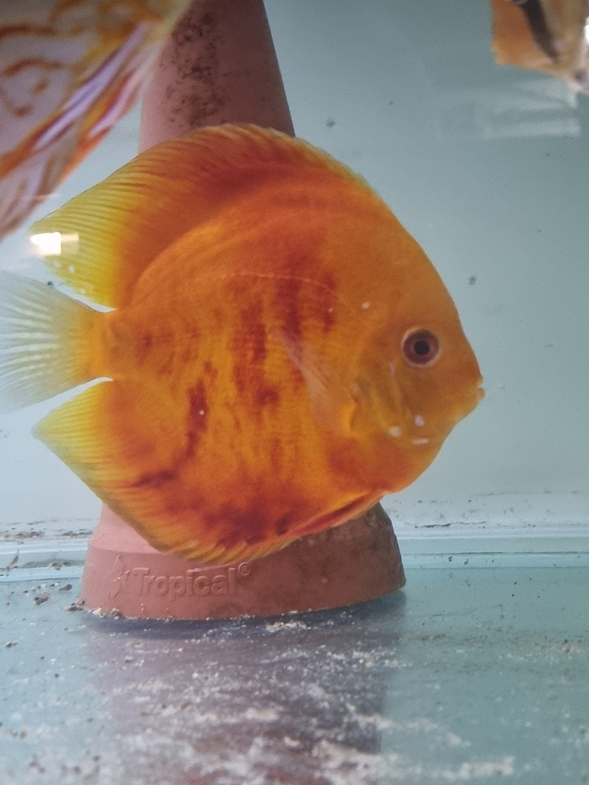mooie discus vis, Vis