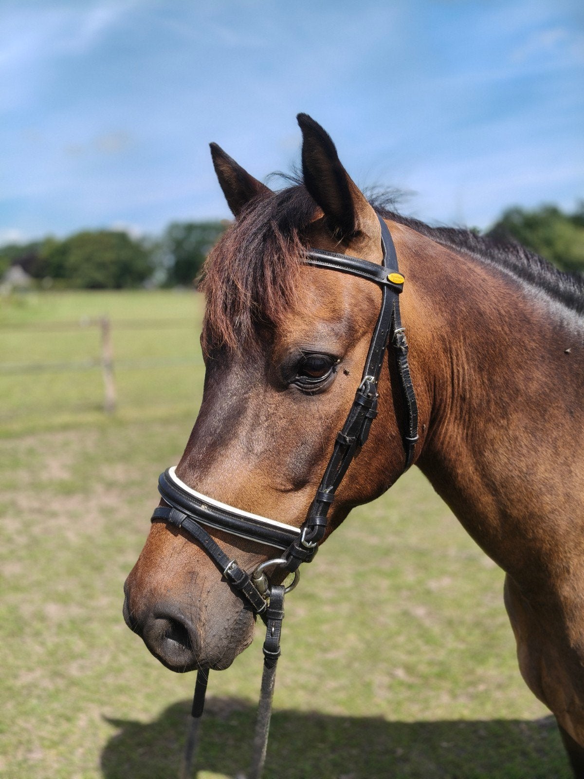 🇳🇱️D-PONY🐴ruin📏1.44 6 jaar werkwillig talentvolle pony☘️, Gechipt, B, Ruin, 3 tot 6 jaar