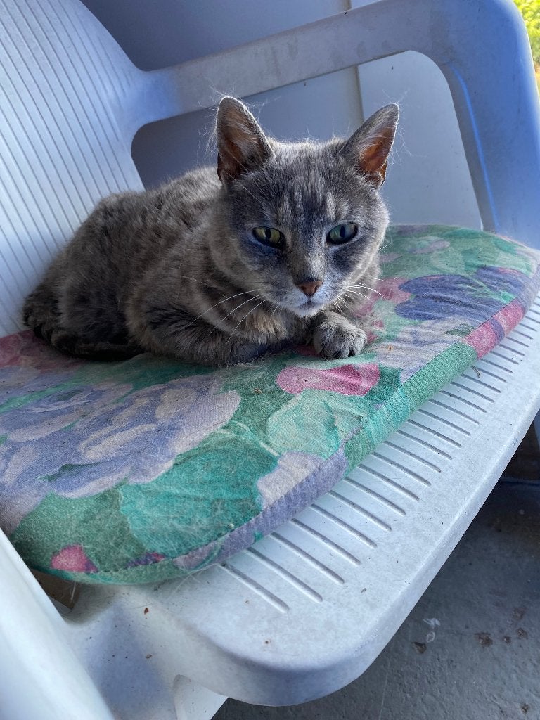 Lief nieuw thuis gezocht voor onze Mops (17 jaar) ️, Dieren en Toebehoren, Katten en Kittens | Raskatten | Korthaar, Poes, Ingeënt