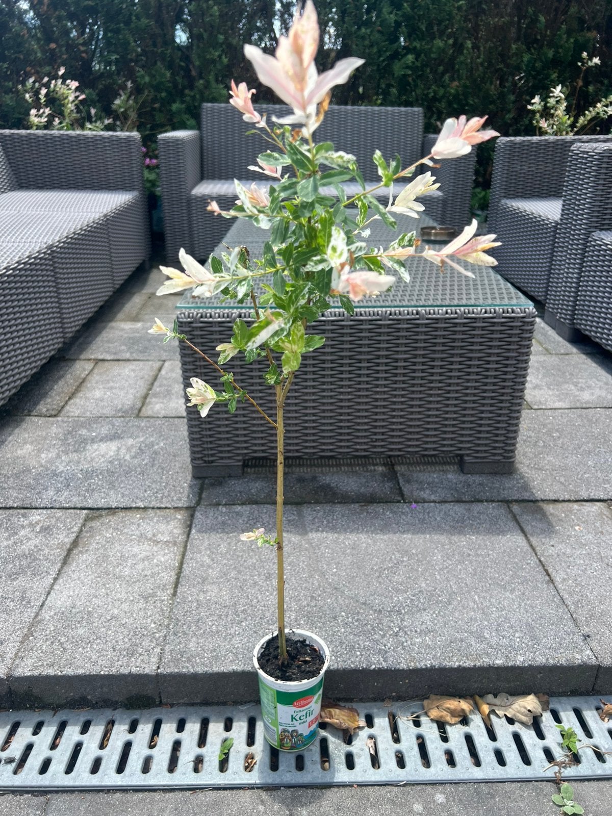 Salix integra, Ophalen of Verzenden, Overige soorten, Volle zon