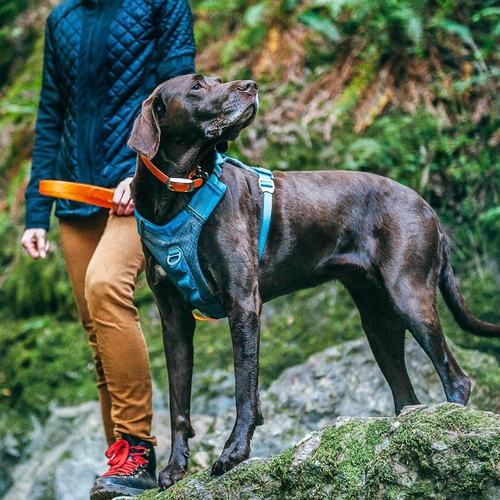 Reflecterende hondentuig voor actieve honden, Ophalen of Verzenden, Nieuw