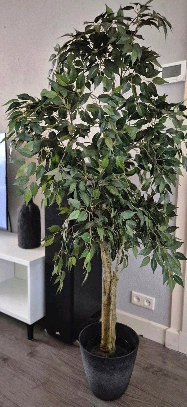 Grote kunstplant Ficus boom - 170 cm, Ophalen, Groen, Met pot of vaas, Kunstplant