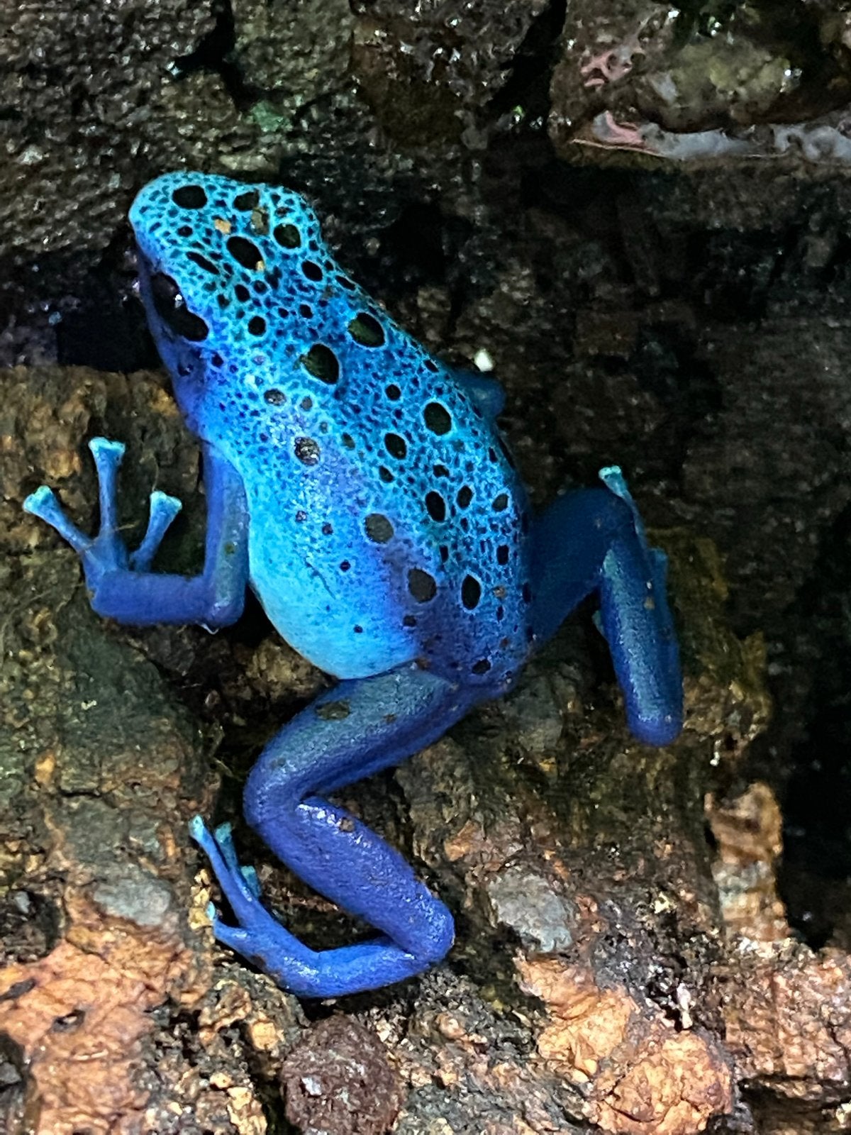 Verschillende soorten gifkikkers Frog photo 10