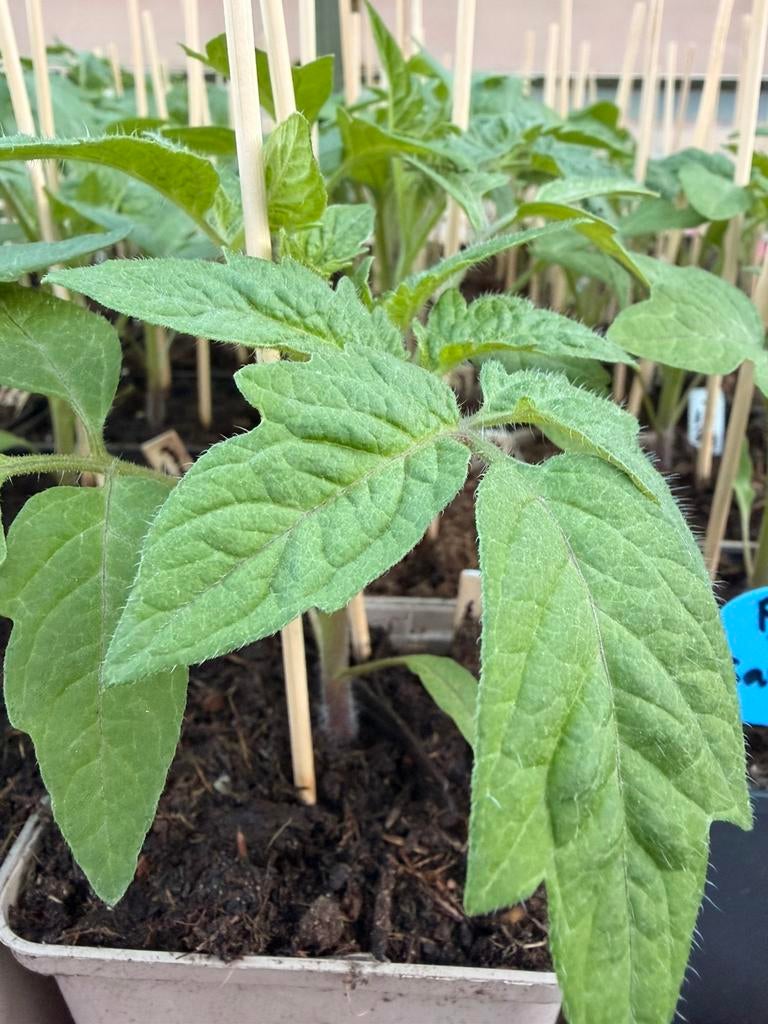 Peper planten en tomatenplanten, Tuin en Terras, Planten | Tuinplanten, Ophalen, Eenjarig, Groenteplanten, Volle zon