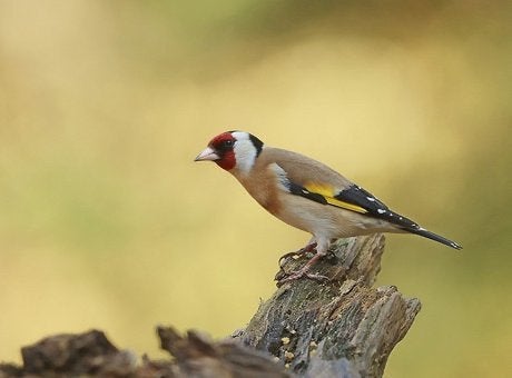 Bloemputter gevraagd, Dieren en Toebehoren, Meerdere dieren, Wildzangvogel, Geringd