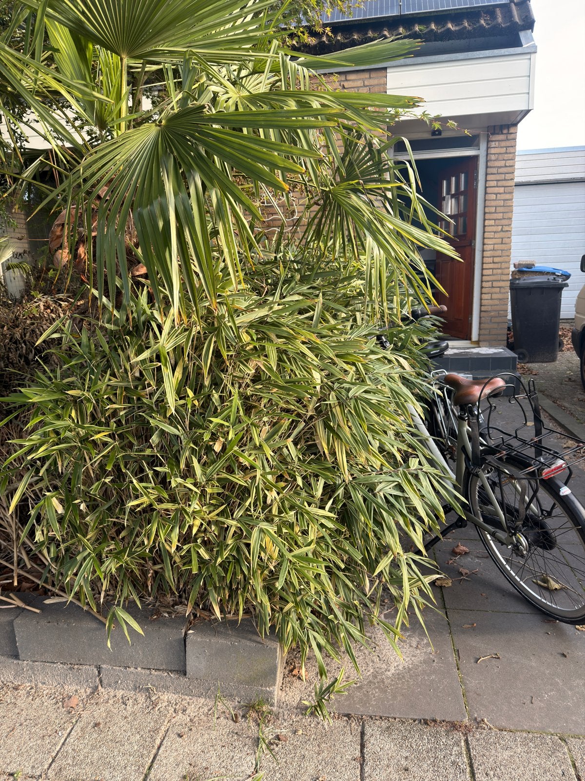 Bamboe rij - Fargesia 'Rufa', Ophalen, Vaste plant, Siergrassen, Bloeit niet