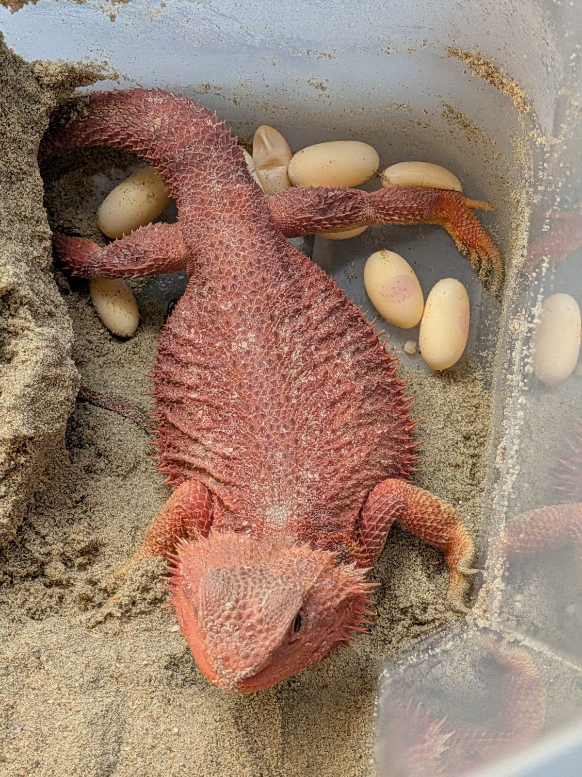 uromastyx, xenagama Taylori, pogona vitticeps Bearded Dragon photo 23