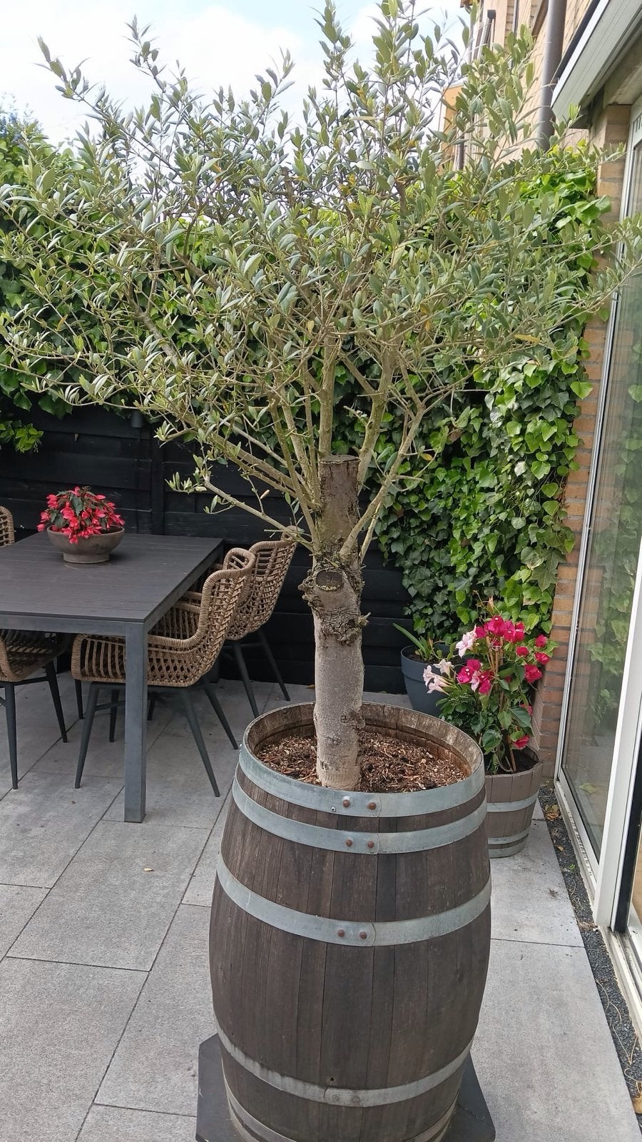 Grote olijfboom in wijnvat, 2.20m hoog, Volle zon, Vaste plant, Lente, Ophalen