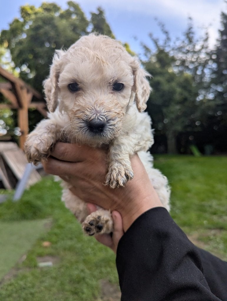 Mooie Labradoodle pups  zoeken baasje; vaccinatie gechipt, CDV (hondenziekte), 8 tot 15 weken, Meerdere, Meerdere dieren
