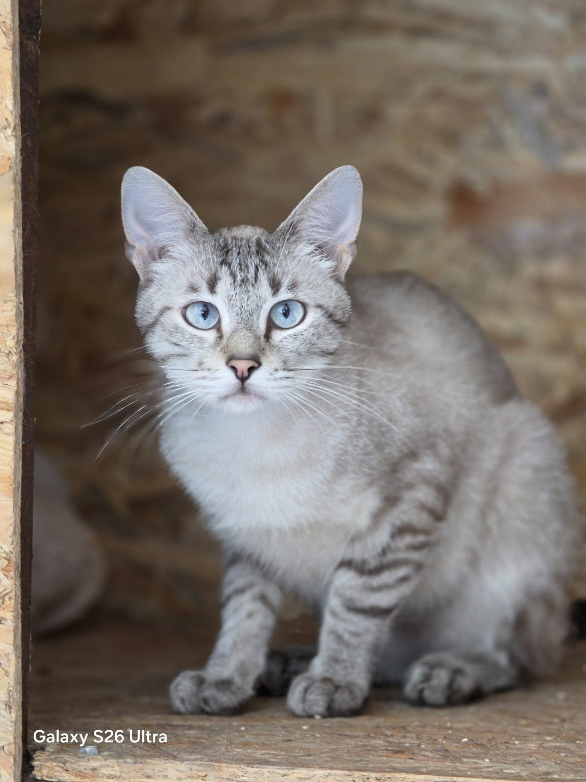 Thomas zoekt een baasje, Dieren en Toebehoren, Kater