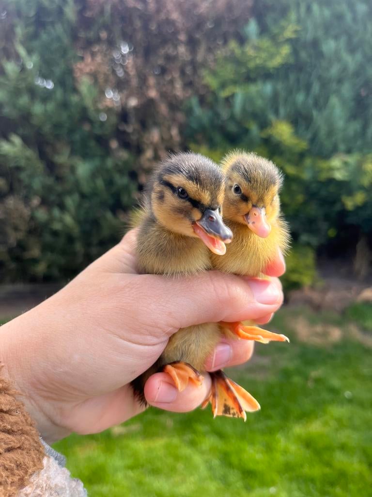 Prachtige Hollandse kwaker pulletjes, Dieren en Toebehoren, Mannelijk, Eend