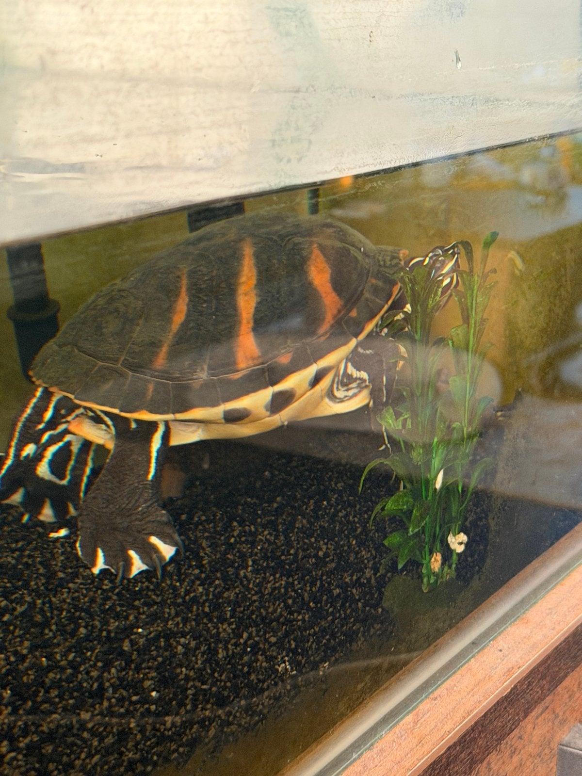 Schidpaddenbak compleet met pomp en geelwang, Dieren en Toebehoren, Schildpad, Met terrarium, 3 tot 6 jaar