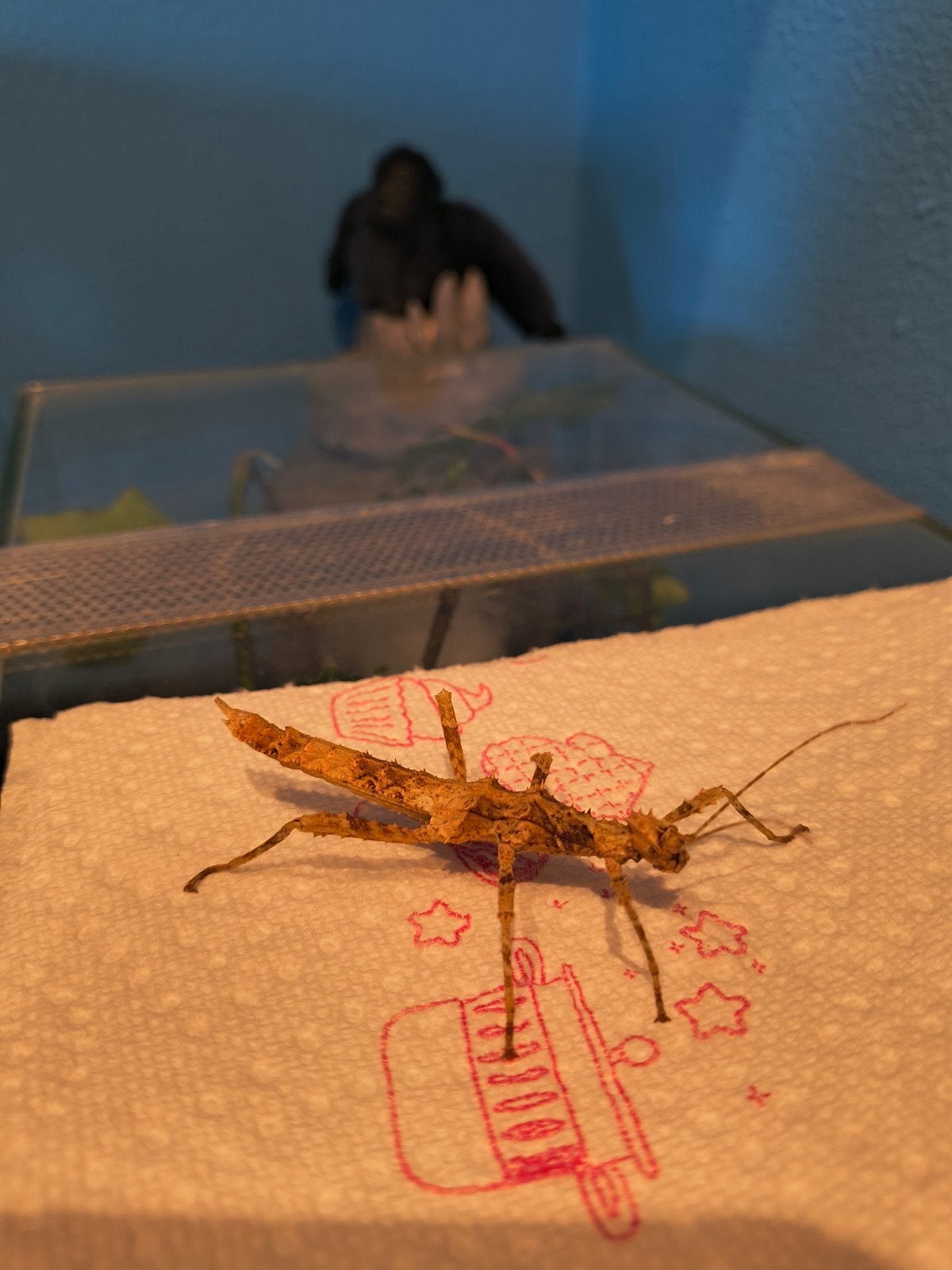 wandelen tak/Extatosoma tiaratum, Dieren en Toebehoren, Overige soorten