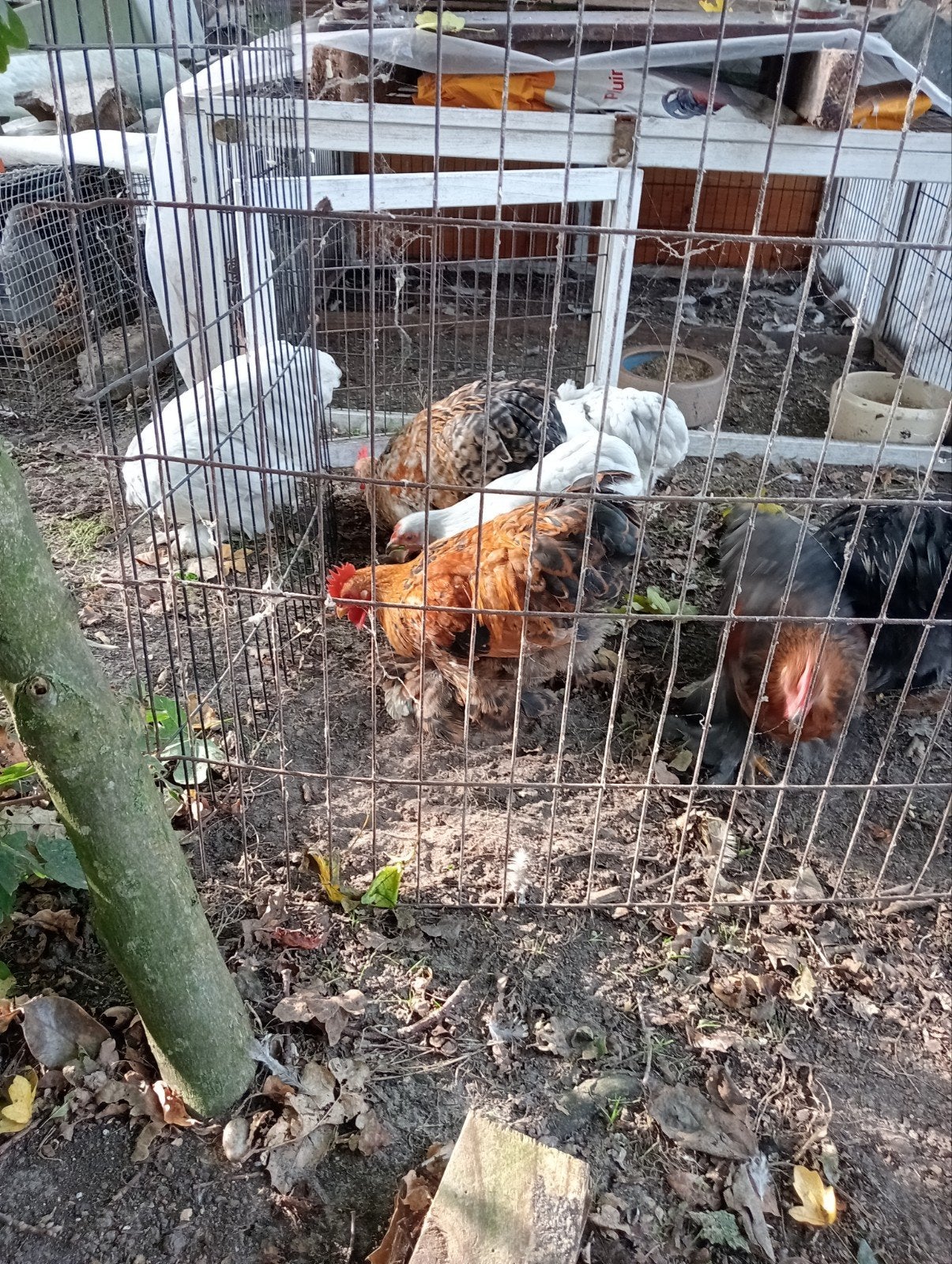 Cochin jonge hanen, Dieren en Toebehoren