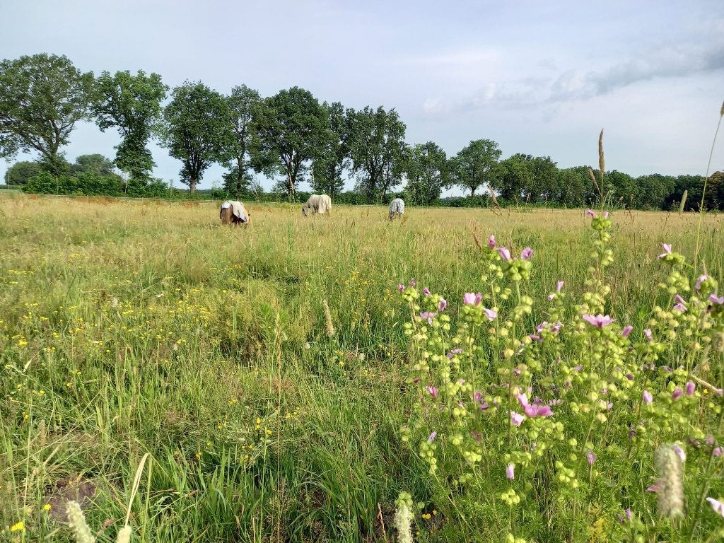 Aangeboden: DIY stalling met weide aan de bosrand in Drenthe, Dieren en Toebehoren, Stalling