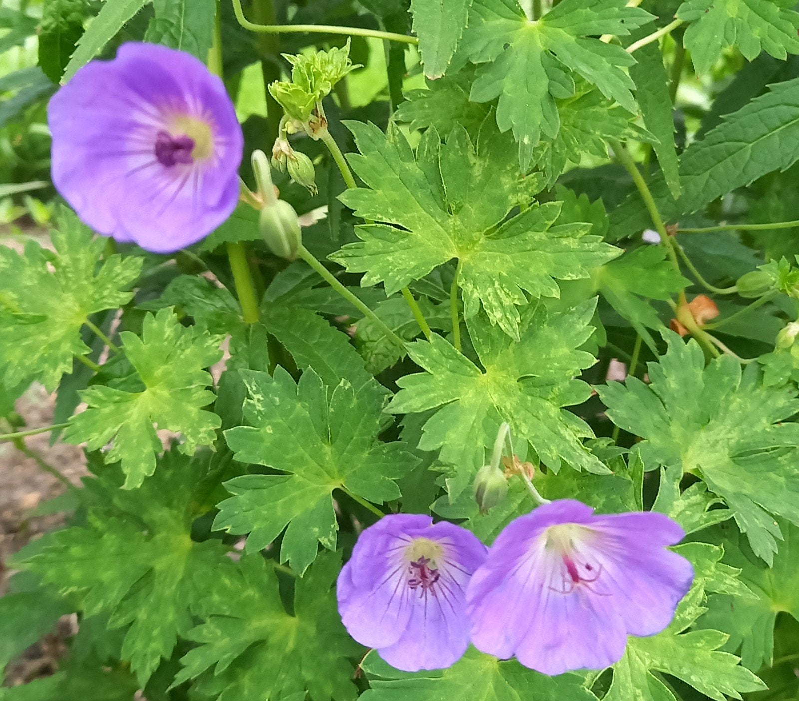 Geranium Rozanne grote pollen, Ophalen