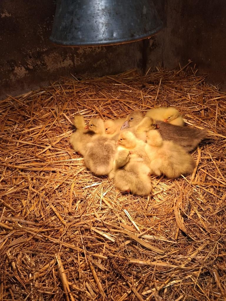 GANZEN  kuikens, Dieren en Toebehoren, Pluimvee, Meerdere dieren, Gans of Zwaan