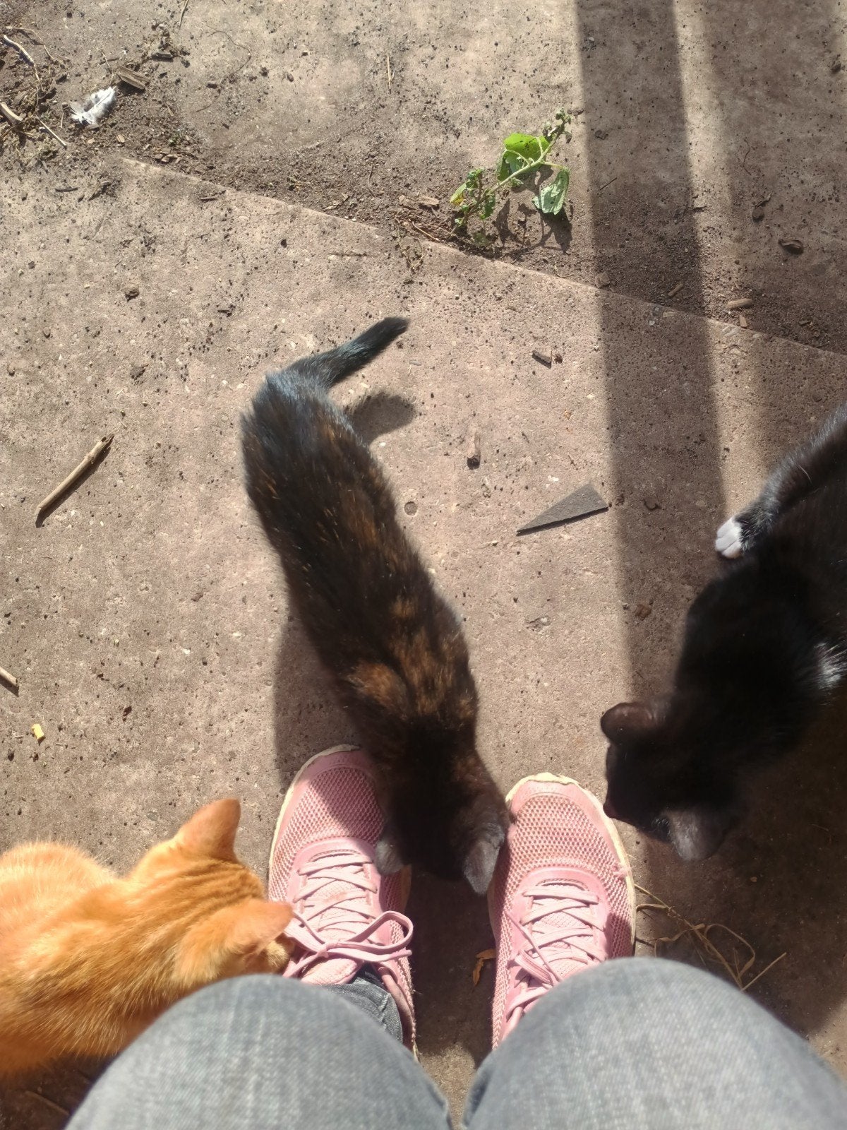 Kittens te koop!, Meerdere dieren, Kortharig, 0 tot 2 jaar