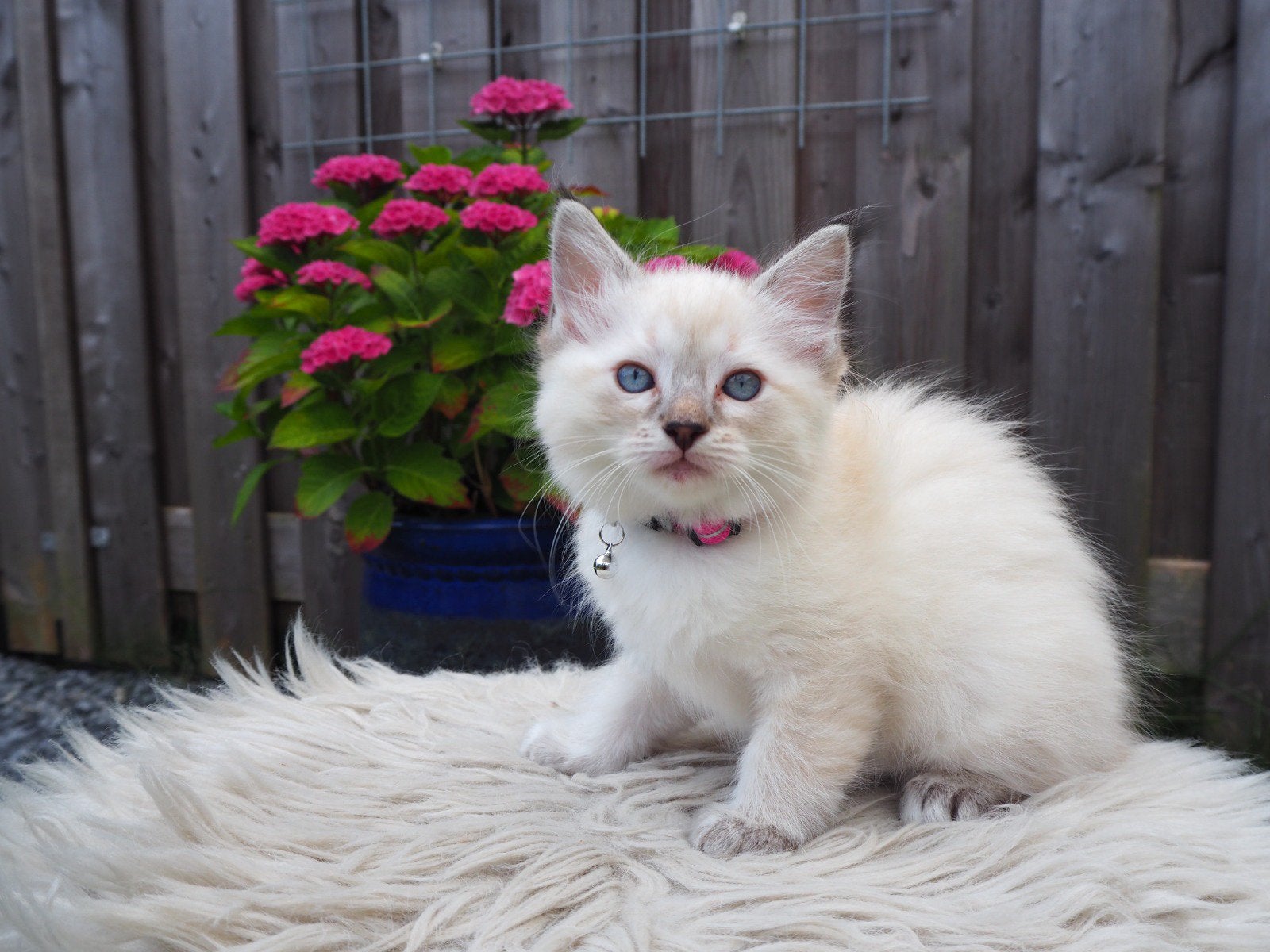 Prachtige Ragdoll kittens met stamboom beschikbaar!, Dieren en Toebehoren, Katten en Kittens | Raskatten | Langhaar, Meerdere dieren