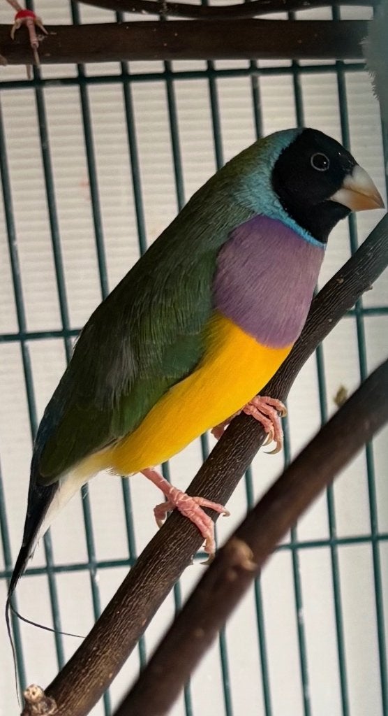 Gouldamadine, Dieren en Toebehoren, Mannelijk