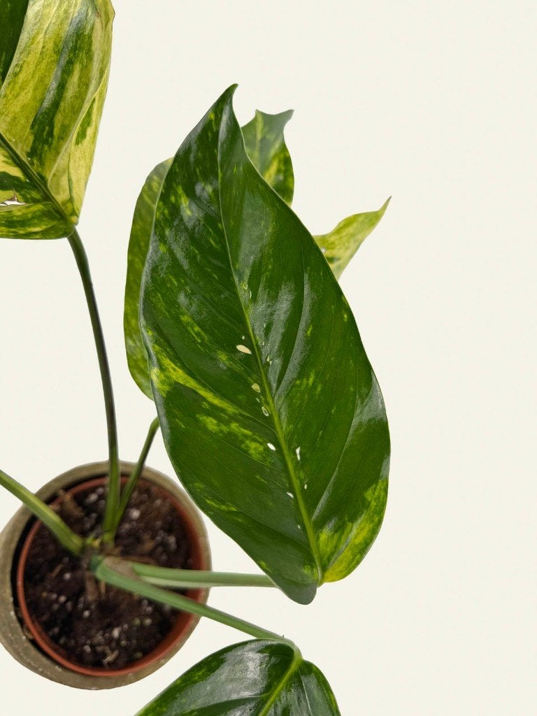 Epipremnum Golden Flame p12, Huis en Inrichting, Kamerplanten, Ophalen of Verzenden, Halfschaduw, Minder dan 100 cm
