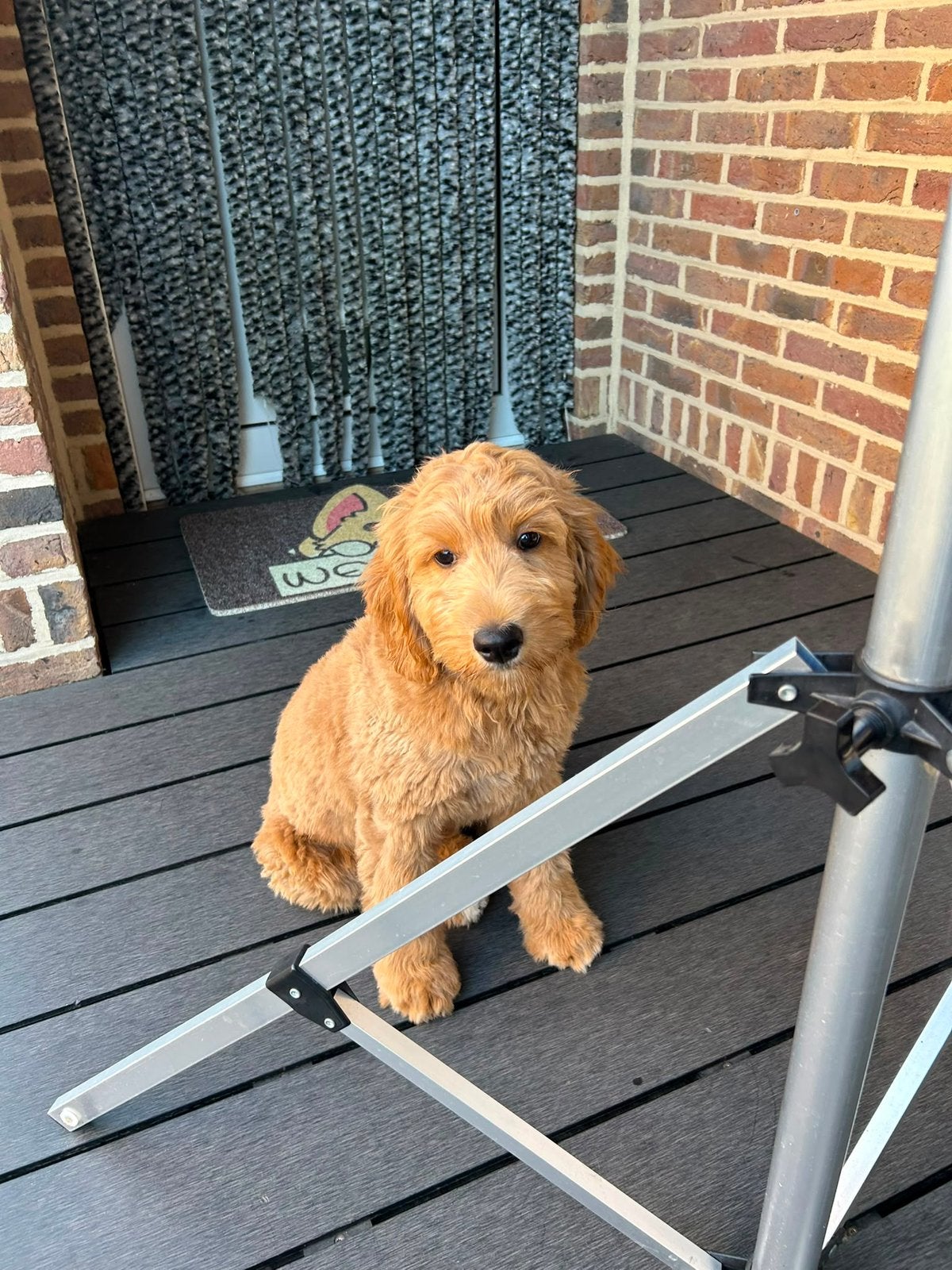 Goldendoodle teefje, Overige rassen, 8 tot 15 weken, Teef, Parvo