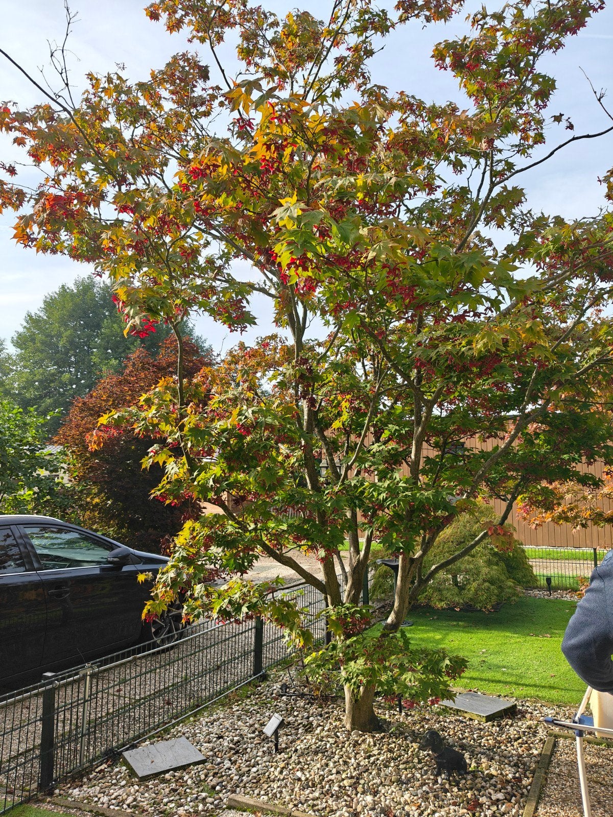 Japanse Esdoorn (Acer Palmatum) - Diverse Variëteiten, Tuin en Terras, Volle zon, Vaste plant, Bloeit niet, Ophalen