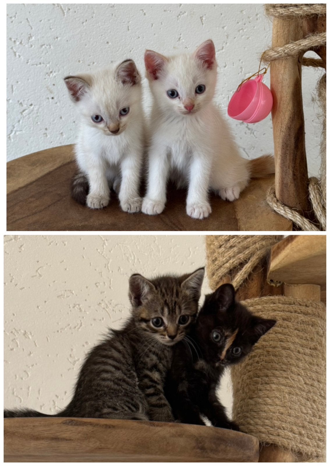 Siamese x Britse mogen bijna verhuizen, Dieren en Toebehoren, Meerdere dieren, Gechipt, 0 tot 2 jaar