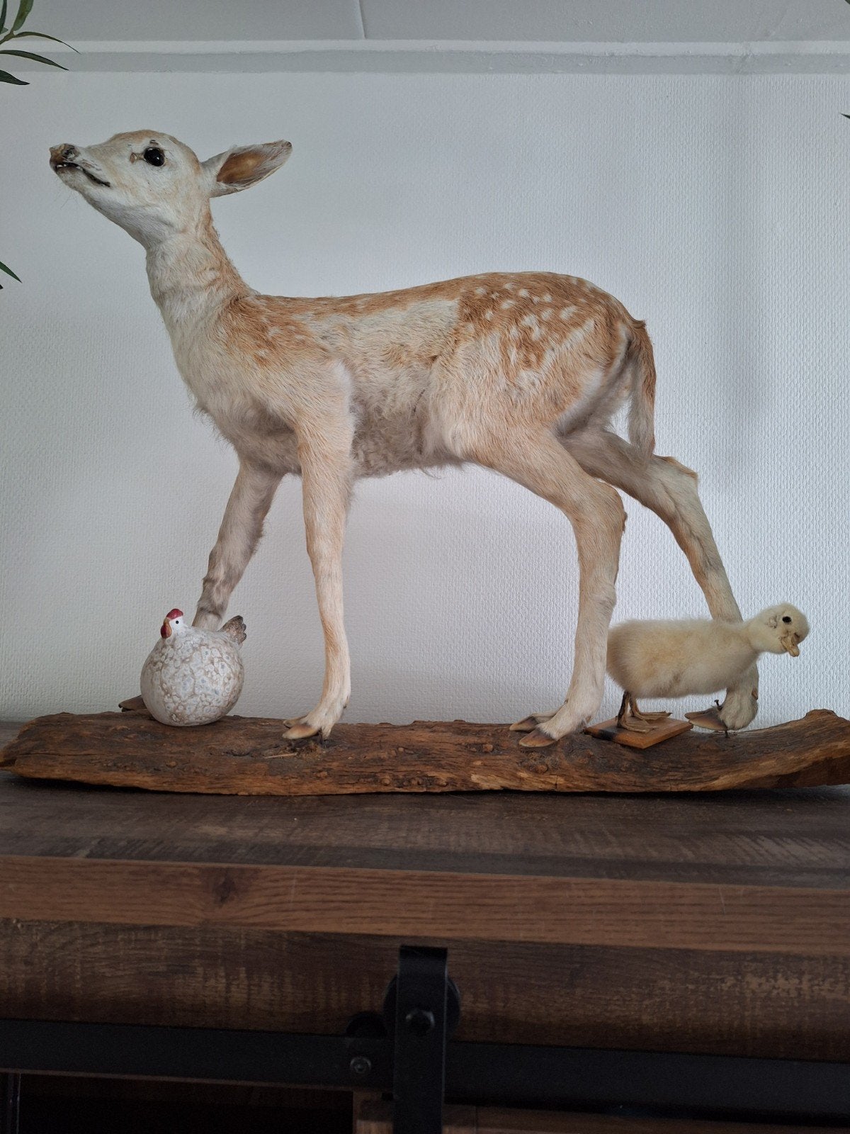 Opgezet damhertje met kuiken op houten stronk, Verzamelen, Ophalen, Gebruikt, Hert, Opgezet dier