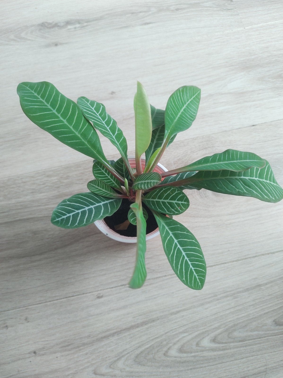 Euphorbia leuconeura - Madagascar Jewel - Bommenwerper, Ophalen, Halfschaduw, Minder dan 100 cm