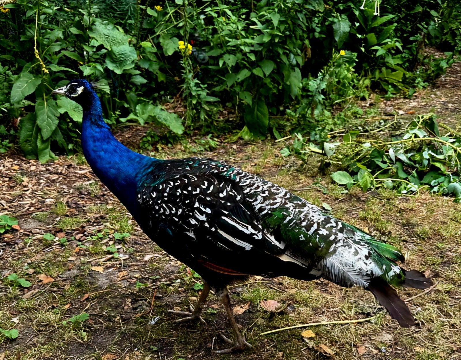 2-jarige zwartvleugel pauw, Dieren en Toebehoren, Pluimvee, Mannelijk, Overige soorten