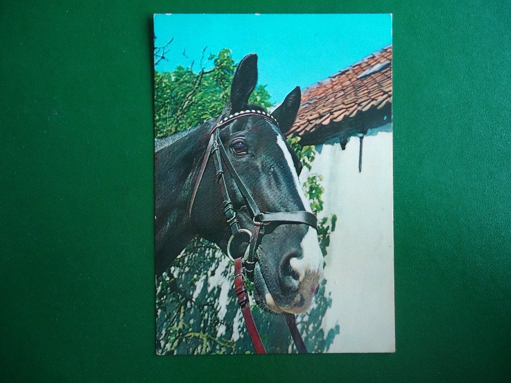 (1016) Dierenkaart: PAARD, Verzenden, 1980 tot heden, Gelopen, Paard